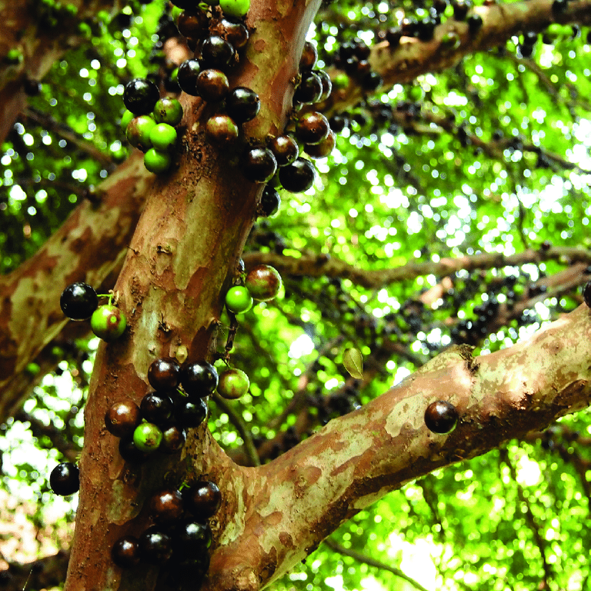 jaboticaba sabara